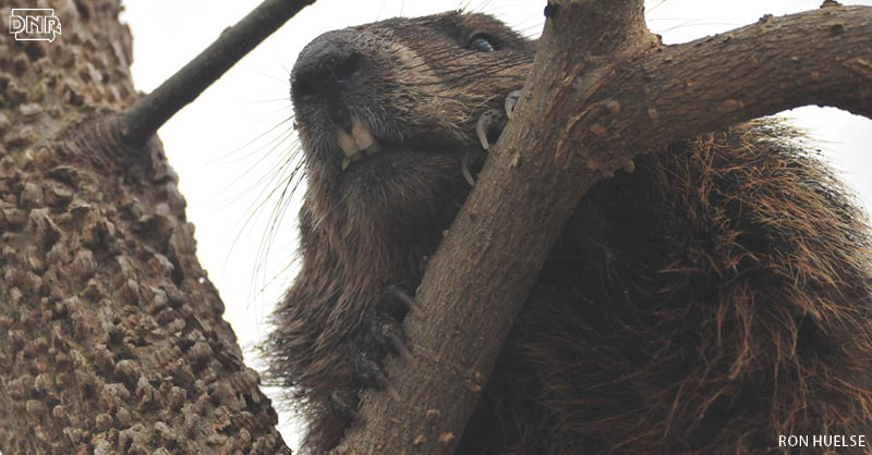 Do you know the difference between a groundhog and a woodchuck? | Iowa DNR